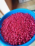 Lingon 40kr / kg Rensad