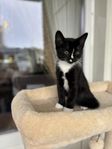 kattunge 