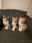 Kattungar