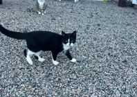 Kattungar