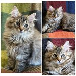 Kattungar 
