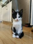Kattunge