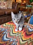 Kattungar 