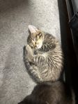 kattungar