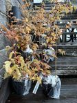 Häckplanta el buskar - Stefanandra 8 st