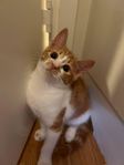 Röd Kattunge söker kärleksfull hem