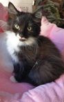 Charmtroll lev klar MainCoon/Sibirisk katt/Norsk Skogkatt