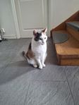 katter 