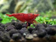 Röda Neocaridina 