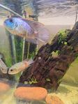 Electric blue Acara par