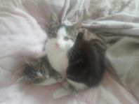 Kattungen Max