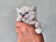100% RAGDOLL hane långhårig kattunge. Familje/barnvan gosi