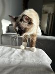 Katt 