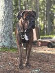Akut! Cane corso mix hane