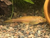 ancistrus mal albino