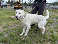 Jarvi – Den tidlösa snöflingan