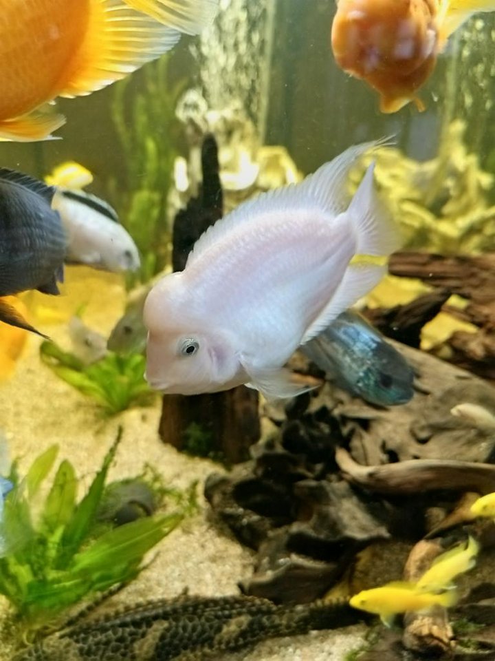 Elfenbensciklider