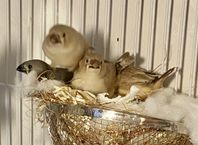 supersöta friska zebrafink ungar säljes