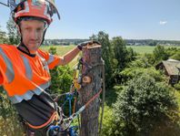 Trädfällning, sektionsfällning arboristtjänster