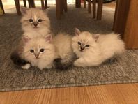 Sibiriska kattungar med stamtavla