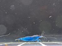 Räkor neocaridina blue dream