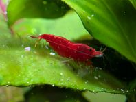 Reocaridina räkor Bloody mary 