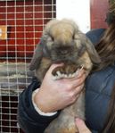 Anton renrasig Dvärgvädur med stamtavla 