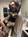 Alaskan husky valp 13 veckor