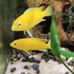 Malawi ciklid Golden 