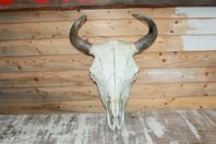 Präriebisonskalle, unikt tillfälle. Sista skallen.