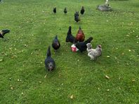 höns Bjurholmshöns