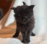 Maine Coon kille med stamtavla 