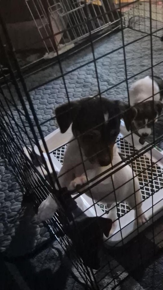 Artemis letar sitt egna familj