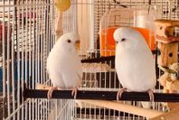 Jätte fina  undulater 