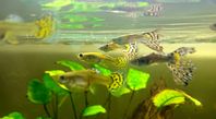 Fina guppies säljes