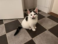 mjuk o gosig kattunge