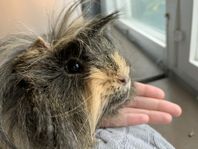 omplacering, marsvins hane