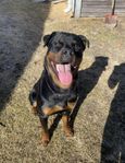 Rottweiler hane 20månader söker sitt nya hem