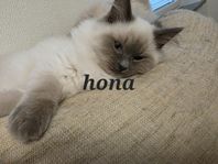 två härliga ragdoll