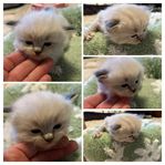 Underbara ragdoll ungar (tabby)- leveransklara 5/1