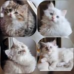 Mysiga Brittisk LångHår Ragdoll Chinchilla kattungar