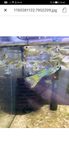 Fisk guppy 