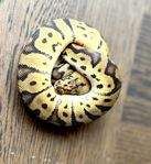 Kungspyton – Enchi Leopard OD Pastel YB het Clown – hona