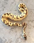Kungspyton – Enchi Leopard OD Pastel YB het Clown – hona