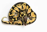 Kungspyton – Confusion Leo Enchi Pastel YB het Clown hona