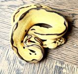 Kungspyton – Pastel Leopard Clown pos YB – hona