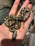 Kungspyton hane Super Pastel Desert Ghost 50 % het Clown