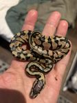 Kungspyton hane Super Pastel het Desert Ghost, 50% het Clown