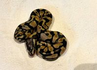 Kungspyton hona Super Pastel Desert Ghost 50 % het Clown