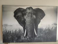 Stor elefant - tavla